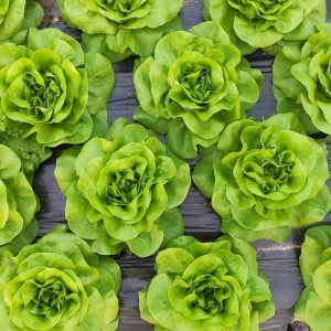 Caja de frutas y verduras ecológicas de temporada 5 Kg – Envío gratis