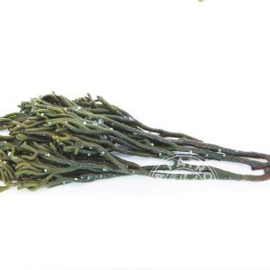Alga Percebe Fresca en Sal