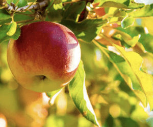 Manzana típica sidra D.O.P de Asturias