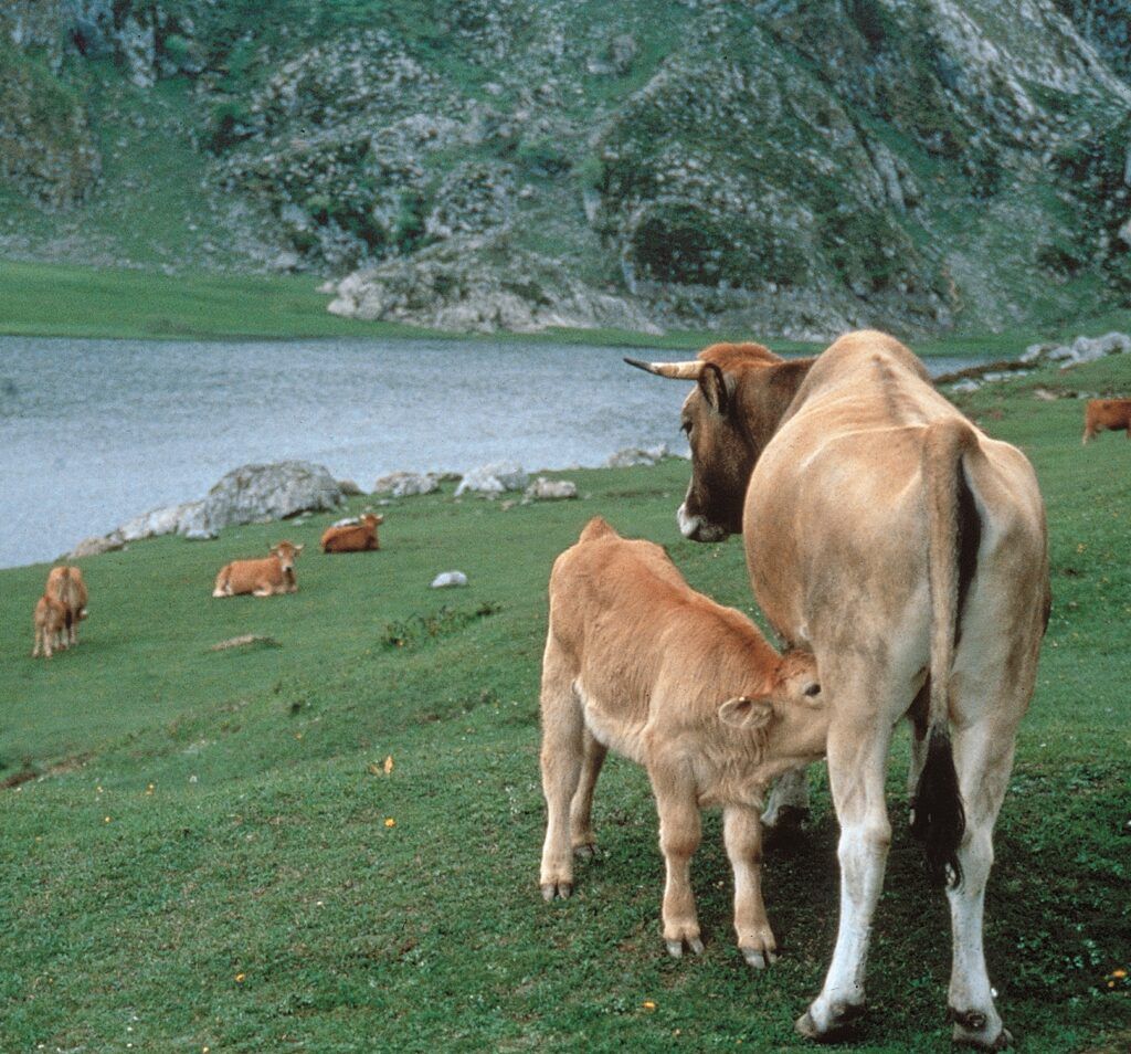Tradición asturiana en un menú sostenible