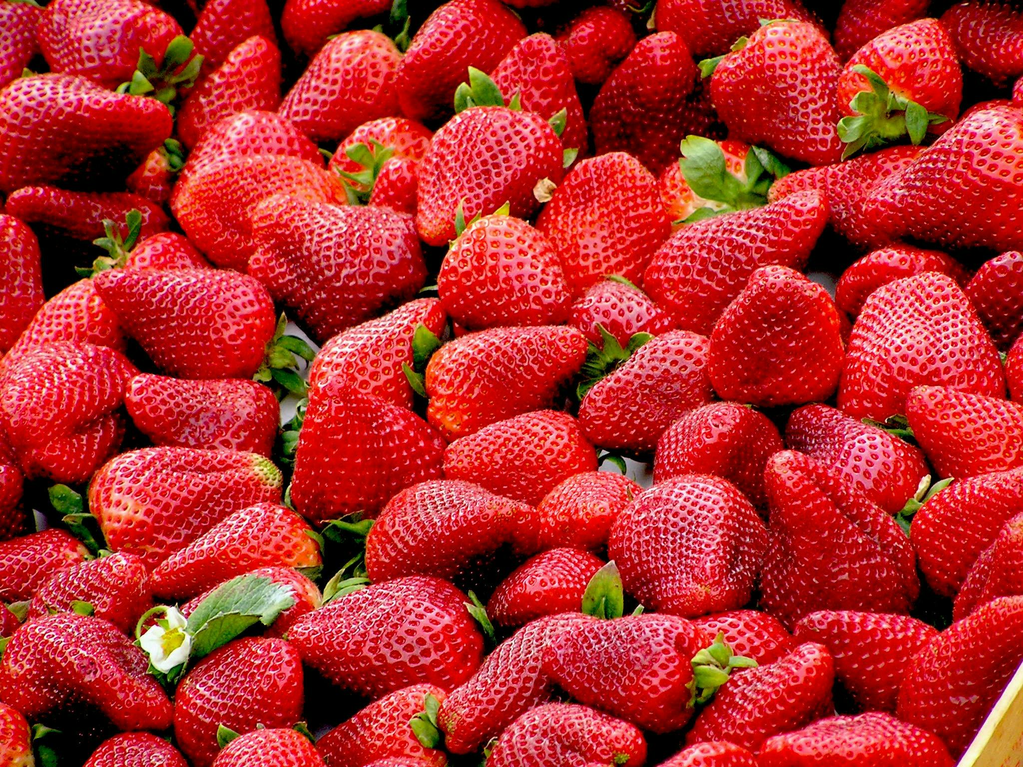 Alerta sanitaria fresas Marruecos España