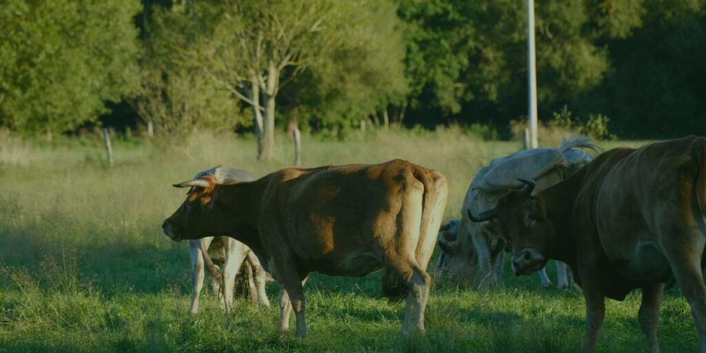 Guía como elegir carne ecológica