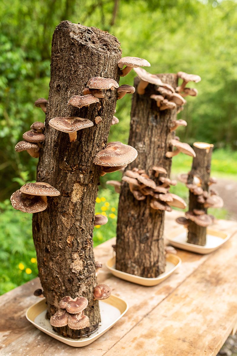 Cultiva setas shiitake en casa