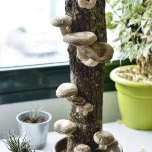 Tronco productor de setas shiitake en casa