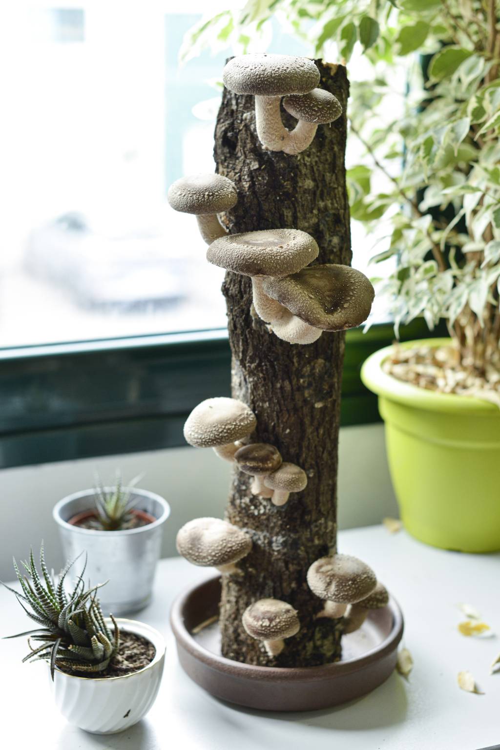 Tronco productor de setas shiitake en casa