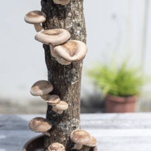 tronco productor shiitake