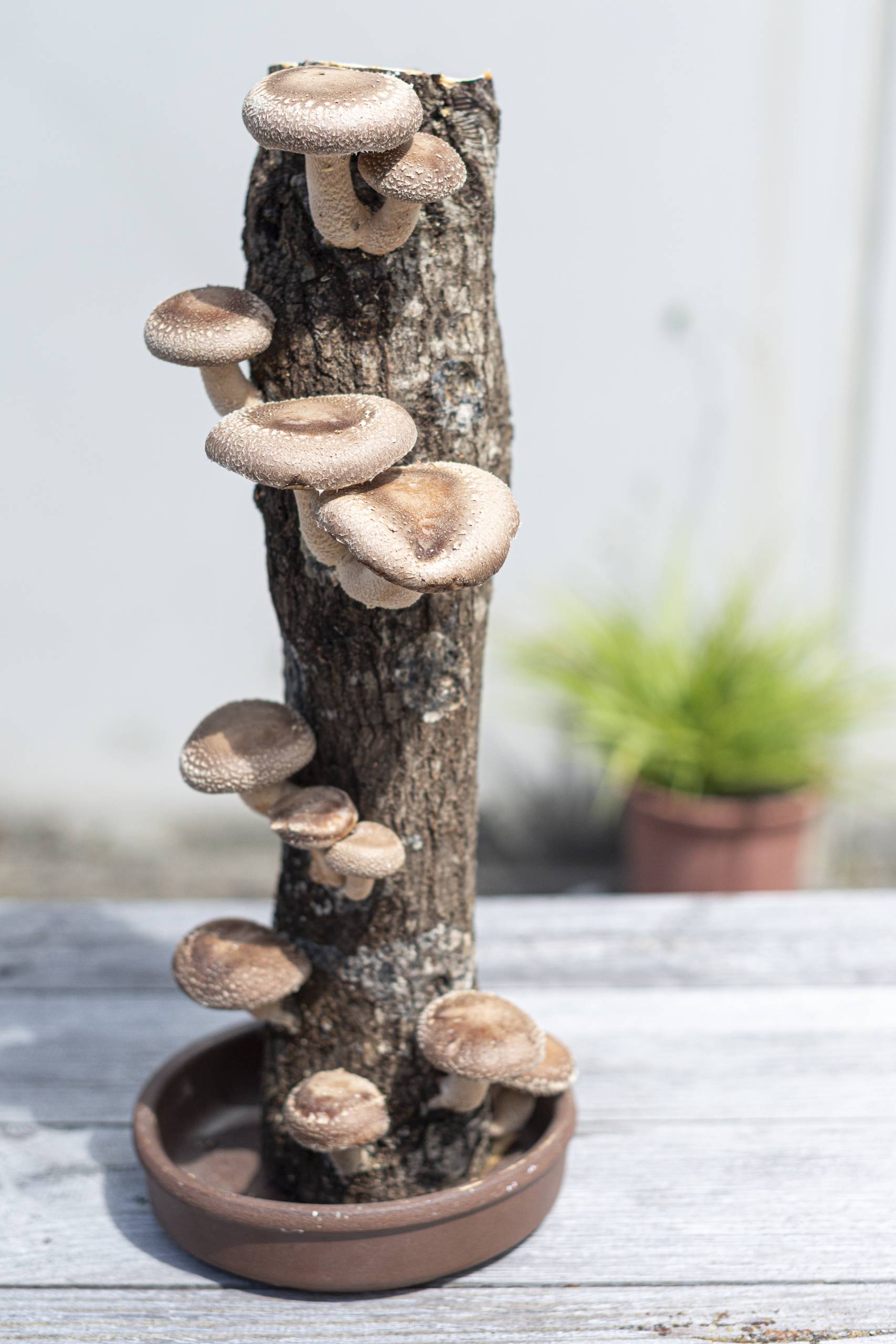 tronco productor shiitake