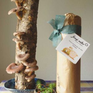 Regalo experiencia micologica autocultivo shiitake