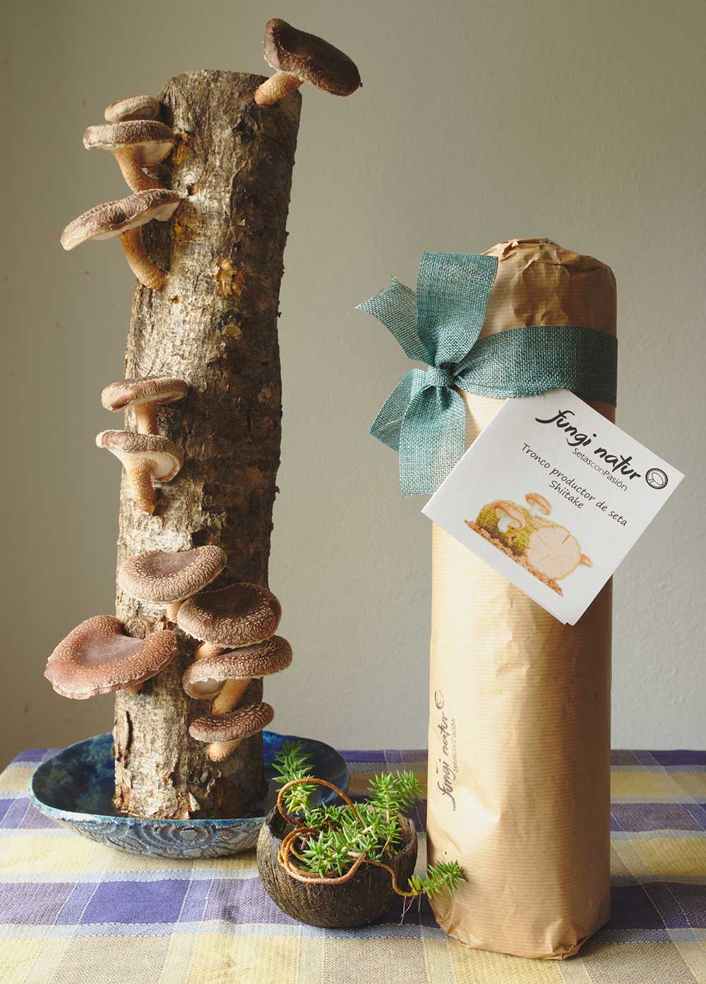 Regalo experiencia micologica autocultivo shiitake